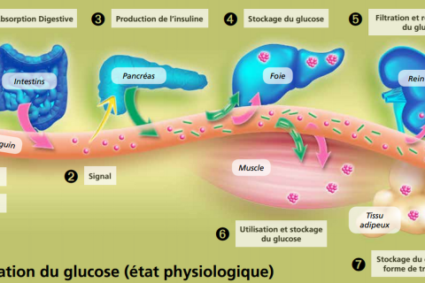 Les stratégies médicamenteuses : pour une meilleure prise en charge du diabète de type 2