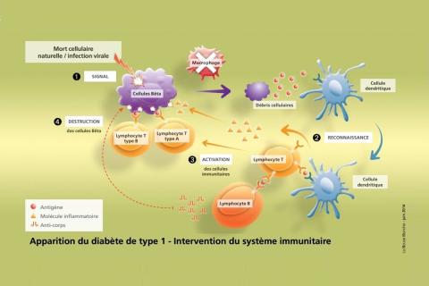 Diabète et intervention du système immunitaire